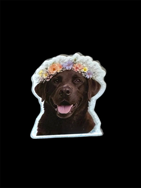 Chocolate Lab